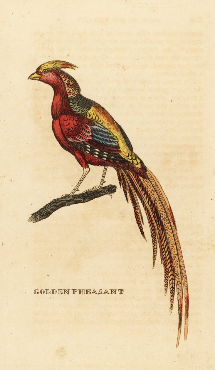 Goudfazant, Chrysolophus pictus door George (after) Edwards
