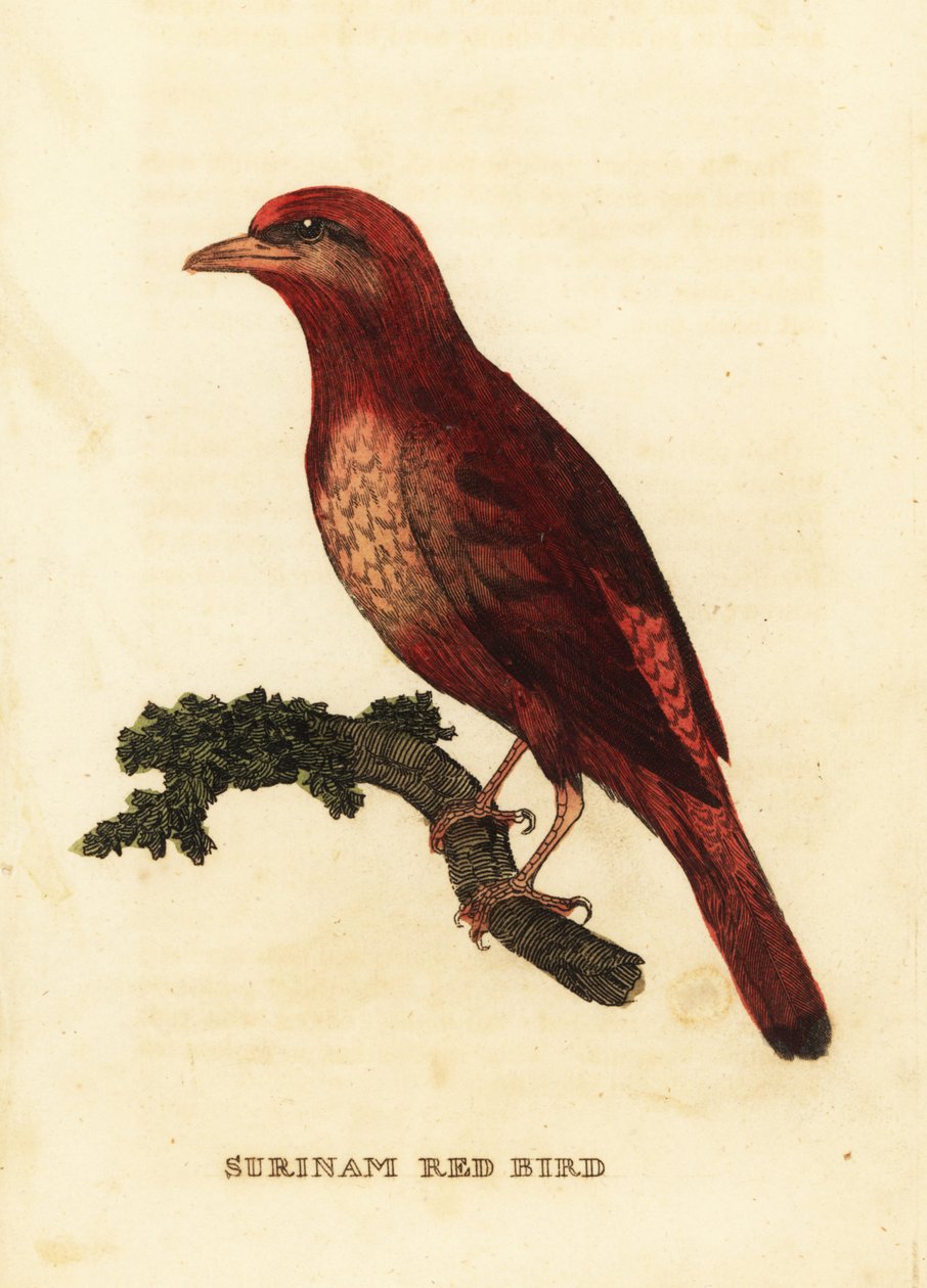 Guyaanse rode cotinga, Phoenicircus carnifex door George (after) Edwards