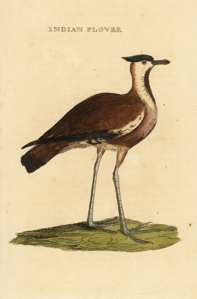 Kievit, Vanellus vanellus door George (after) Edwards
