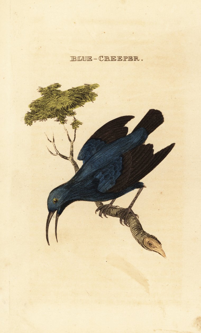 Paarse honingzuiger, Cyanerpes caeruleus door George (after) Edwards