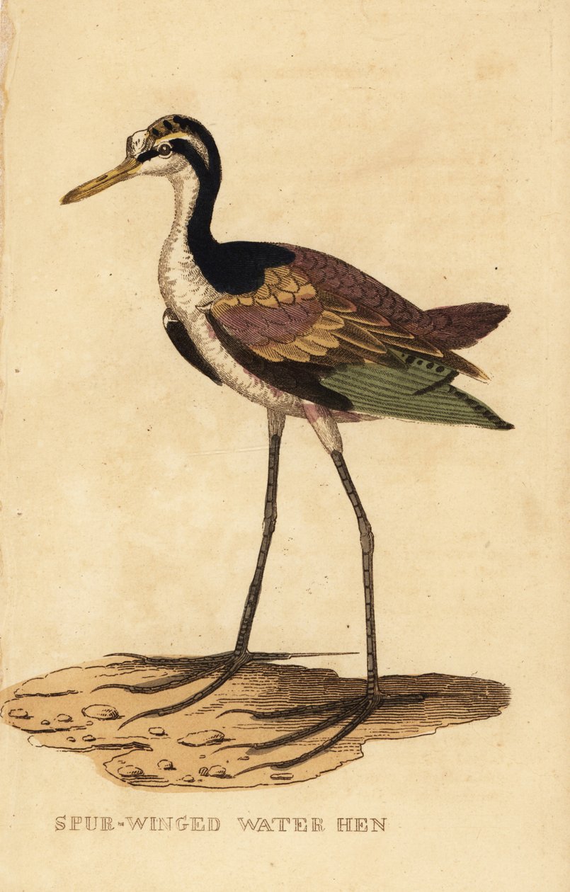 Jacana, Jacana jacana door George (after) Edwards