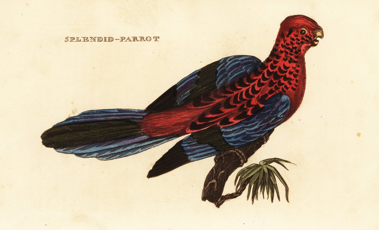 Rode rosella, Platycercus elegans door George (after) Shaw