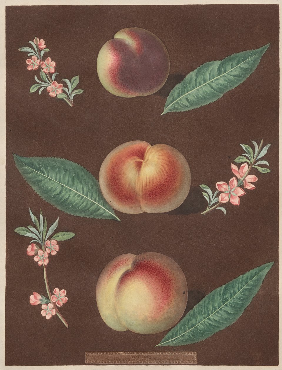 Pomona Britannica: Nr. 33 - Perziken door George Brookshaw