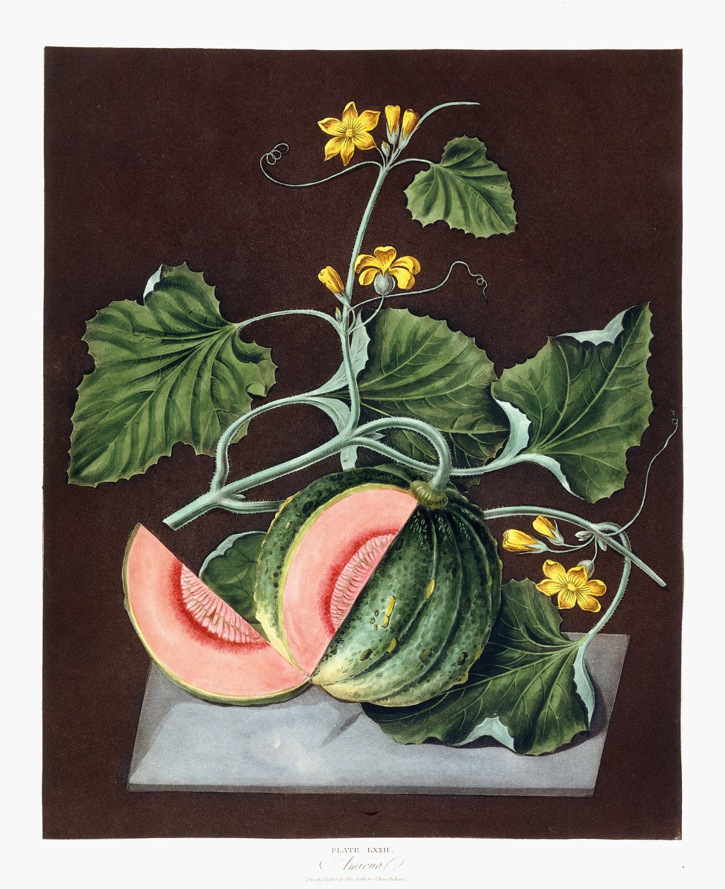 Pompoen, 1812 door George Brookshaw