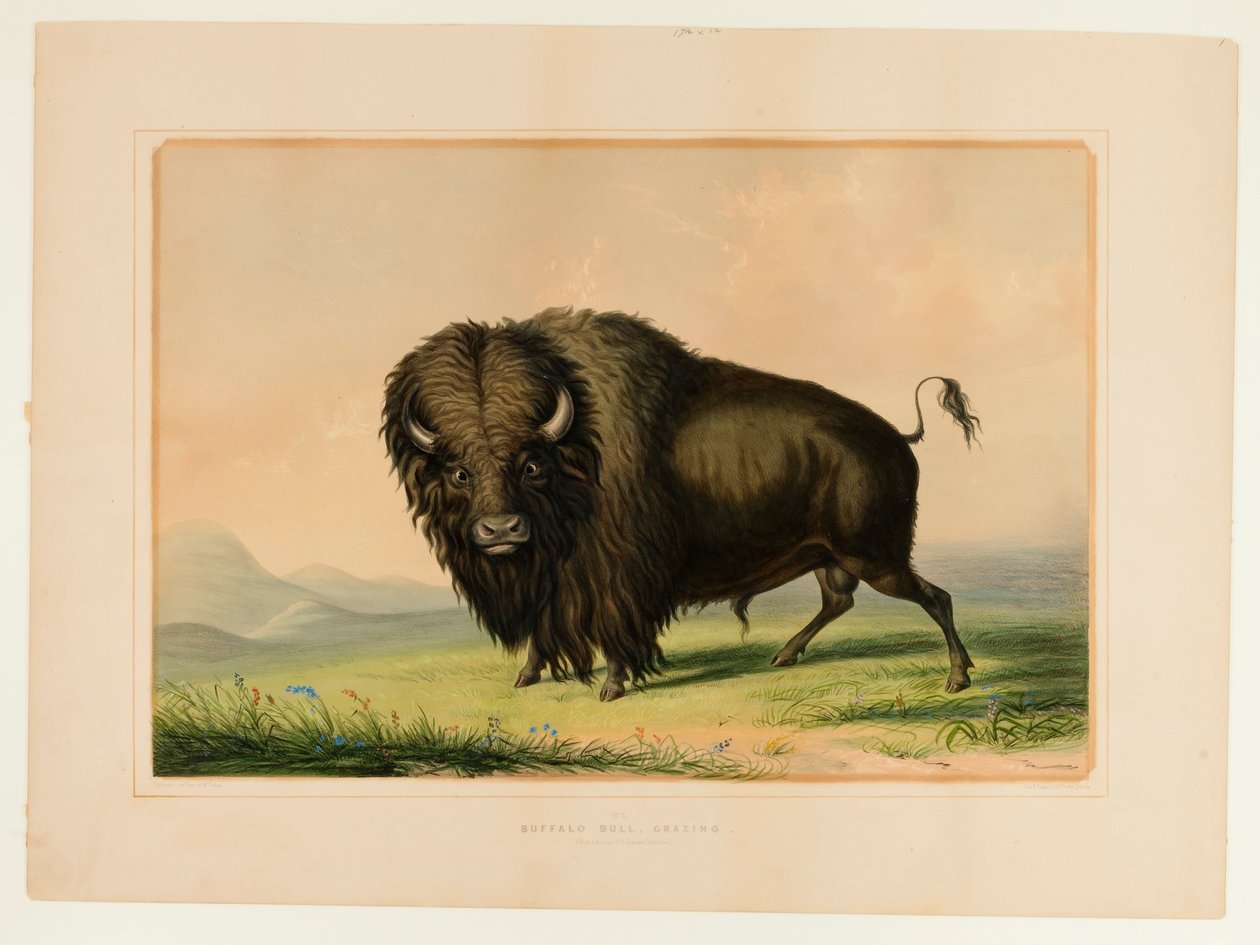 Buffelstieren grazen - nr.2 door George Catlin