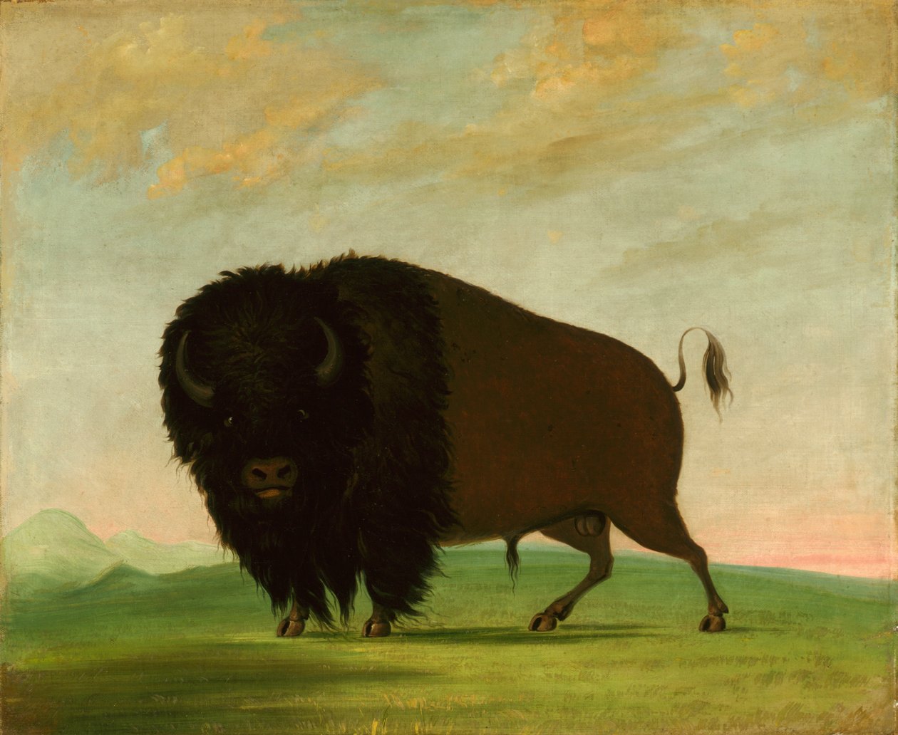 Buffelstier, grazen op de prairie door George Catlin