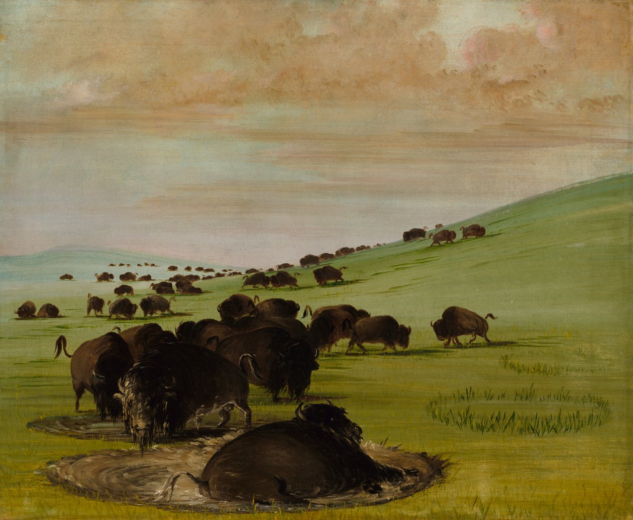 Buffelstieren in een modderpoel, 1837-1839 door George Catlin