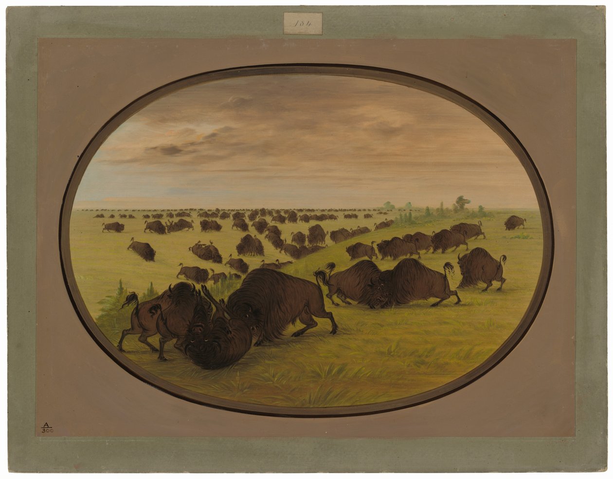 Vechtende stieren door George Catlin