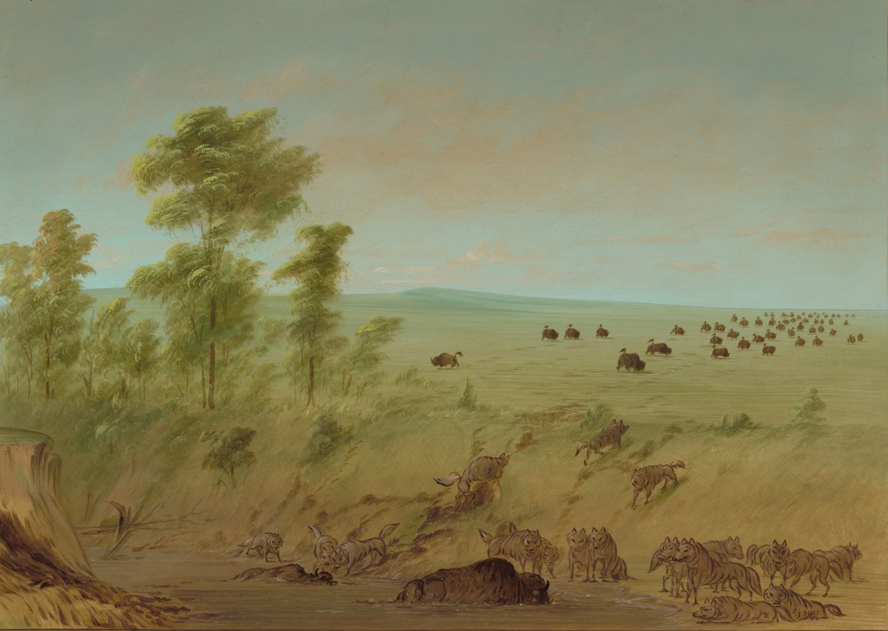 Vastgelopen Buffel en Wolven, 1861-1869 door George Catlin