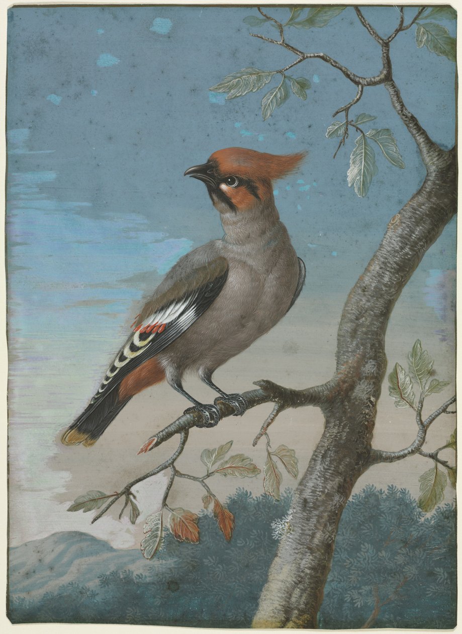 Vogelstudie: Boheemse Pestvogel door George Edwards