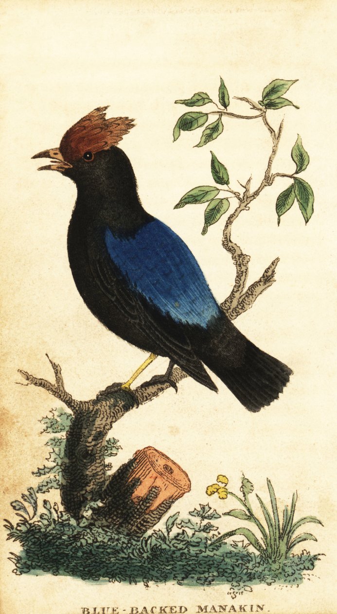 Blauwrugmanakin, Chiroxiphia pareola, 1800 (gravure) door George Edwards
