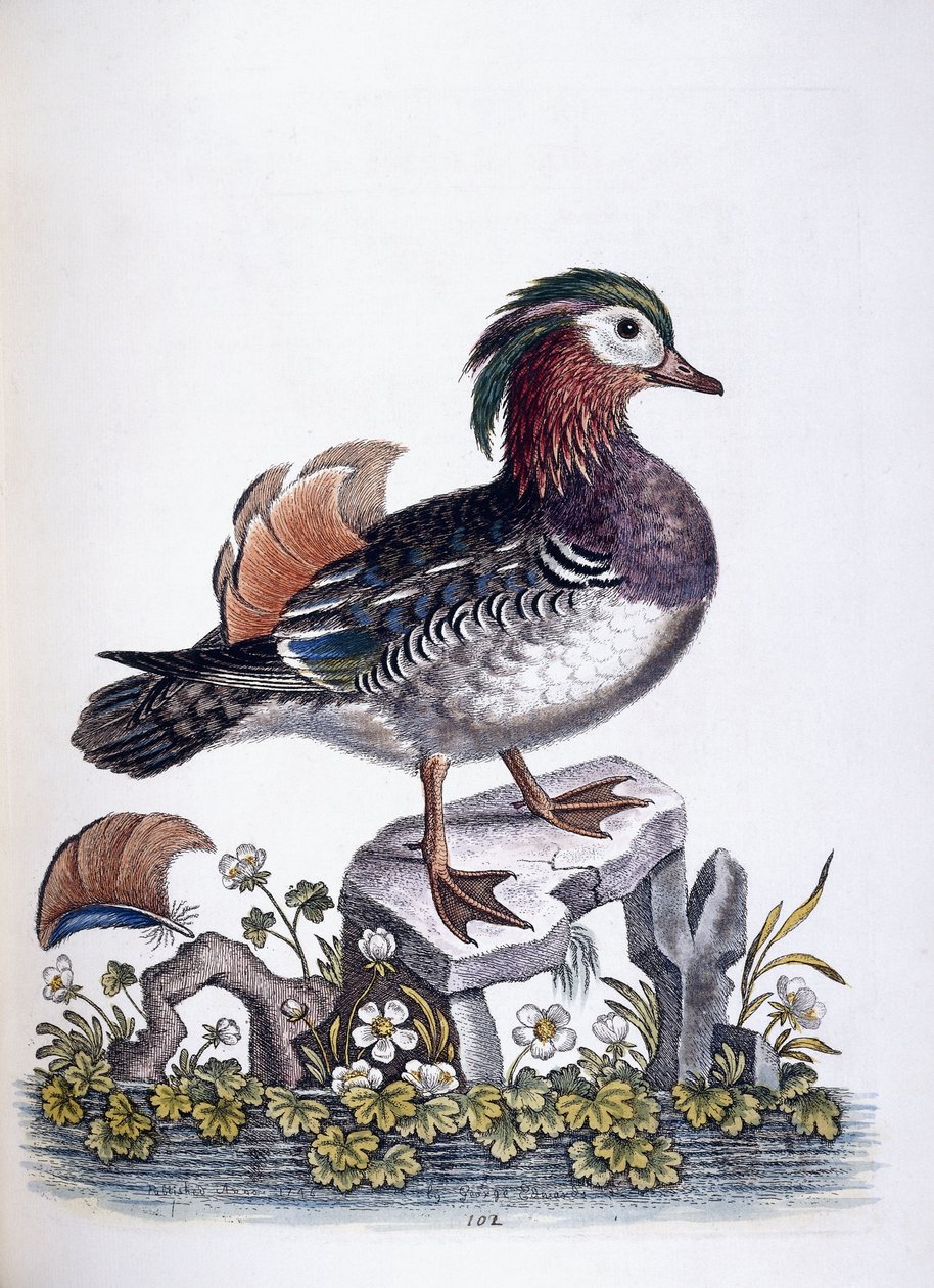Chinese taling, 1746 door George Edwards
