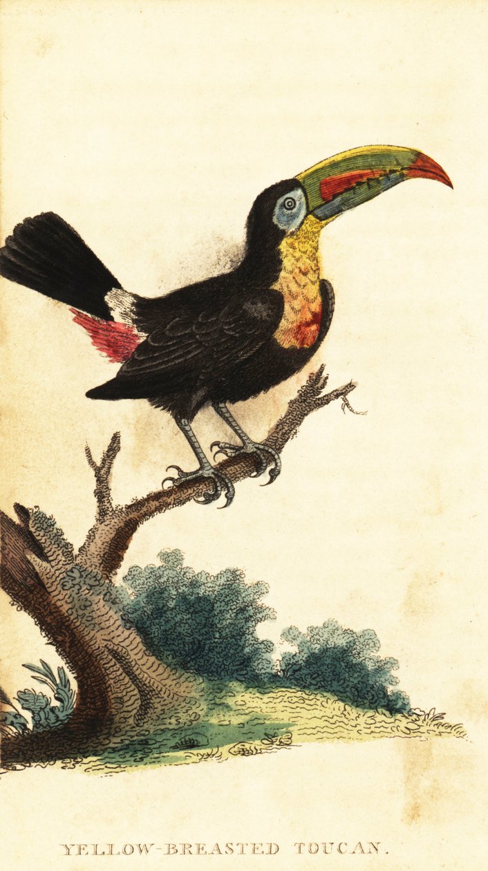 Regenboogtoekan, Ramphastos sulfuratus, 1800 (gravure) door George Edwards