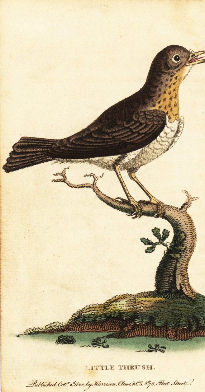 Kleine lijster, Turdus minor, 1800 (gravure) door George Edwards