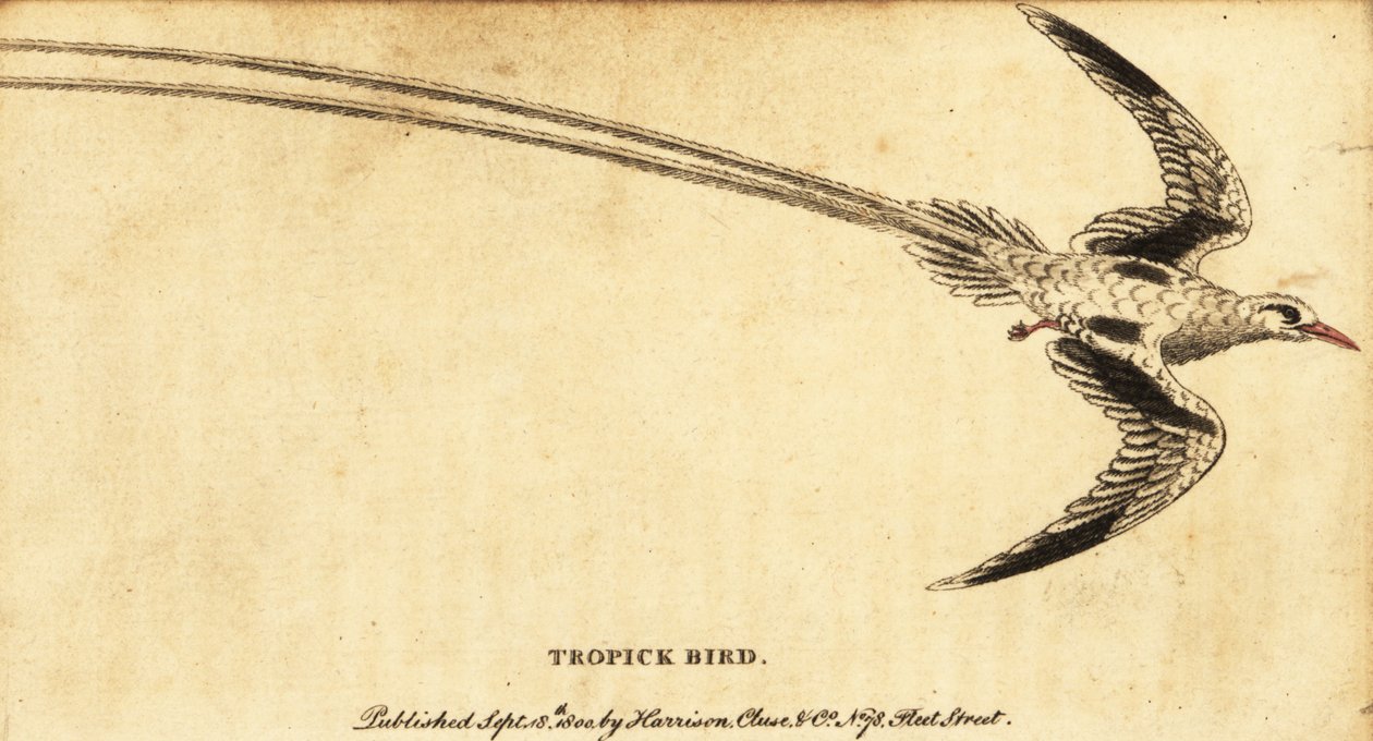 Roodsnavelkeerkringvogel, Phaethon aethereus door George Edwards