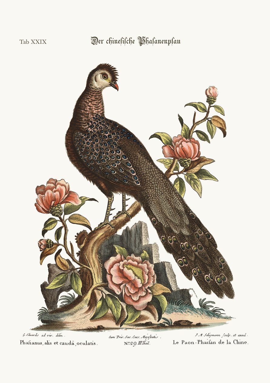 De Pauwfazant uit China, 1749-73 door George Edwards