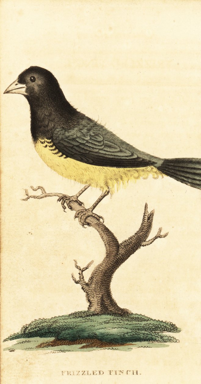 Geelbuik zaadeter, Sporophila nigricollis door George Edwards