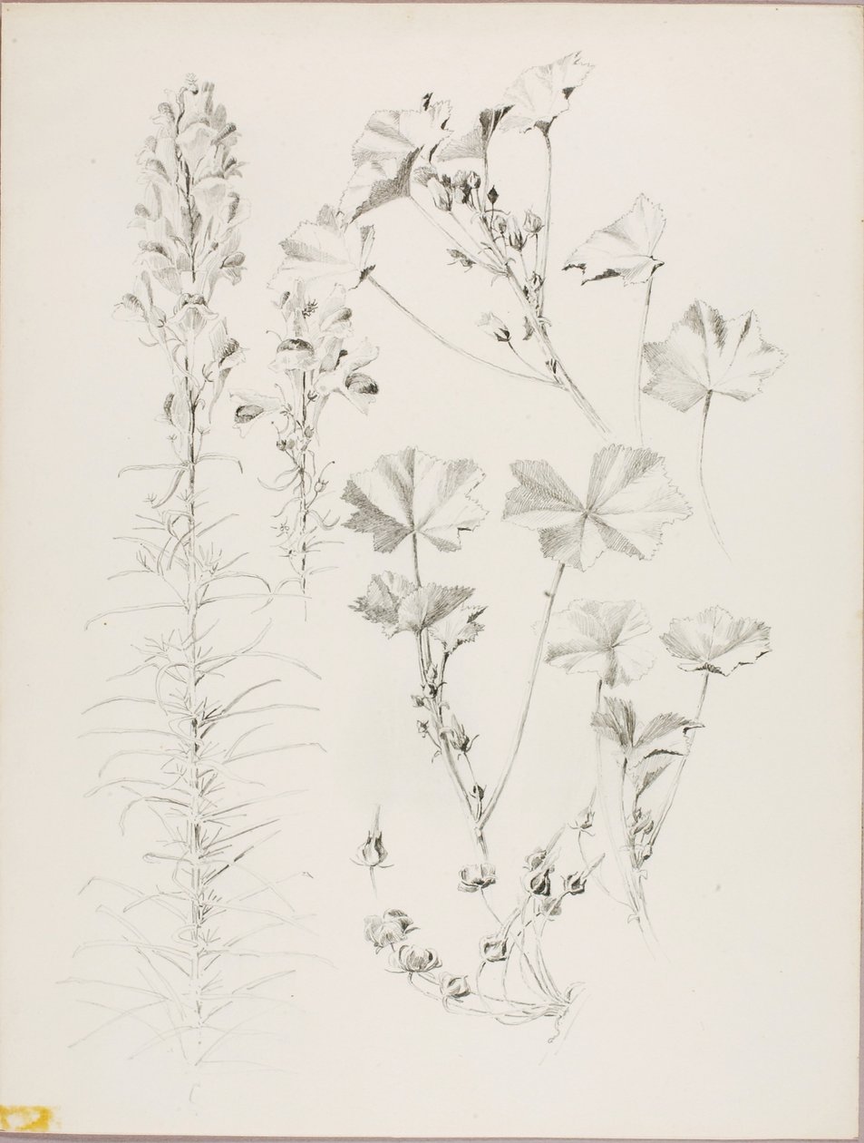 Zonder titel (Botanische studie) door George Elbert Burr