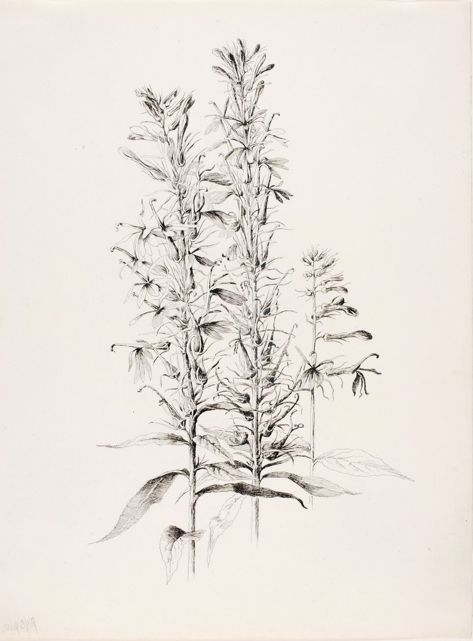 Zonder titel (Kardinaalsbloem, Lobelia Cardinalis) door George Elbert Burr
