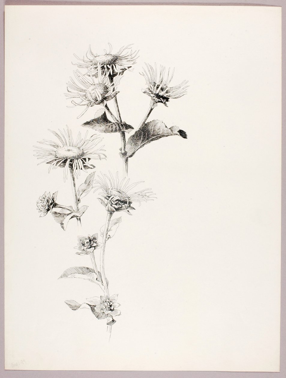 Zonder titel (madeliefjes) door George Elbert Burr