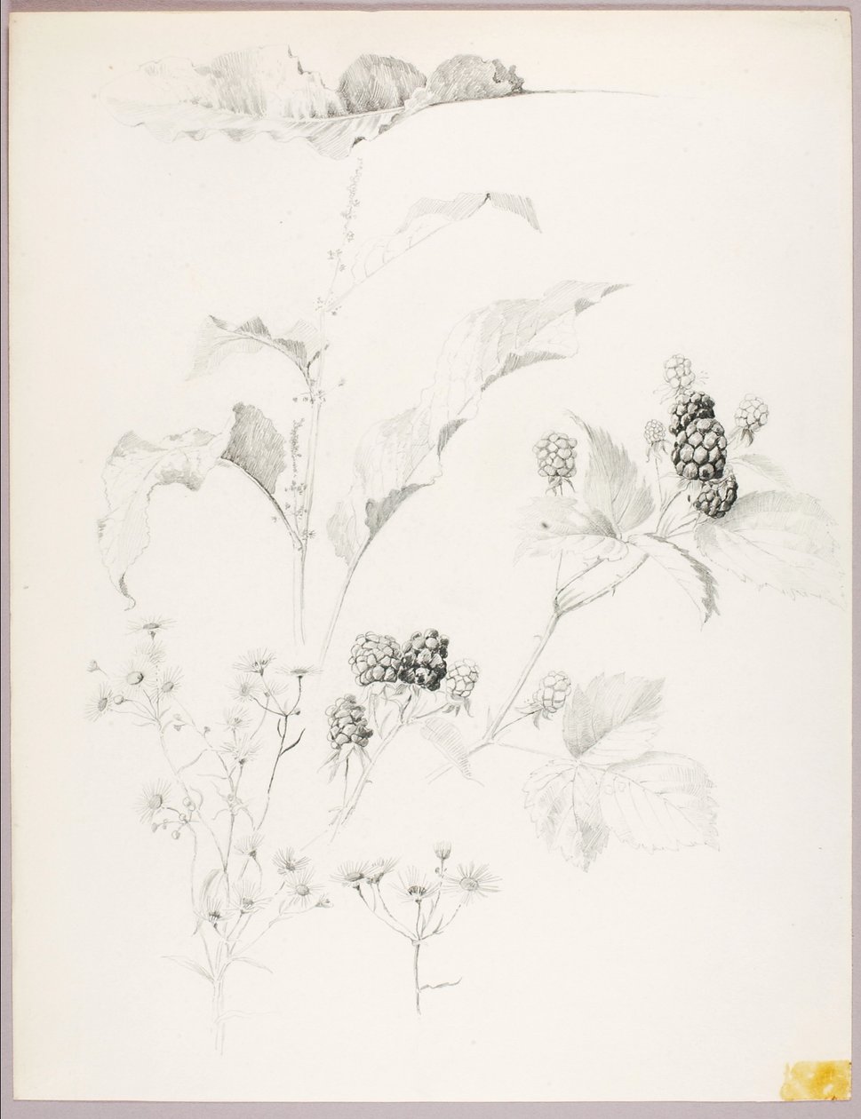 Zonder titel (Madeliefjes en bramen) door George Elbert Burr