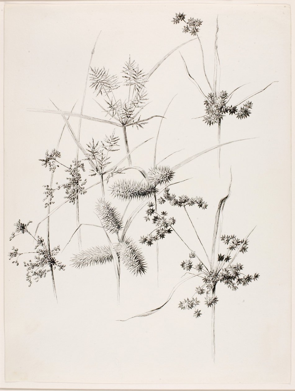 Zonder titel (Sedgegrassen) door George Elbert Burr