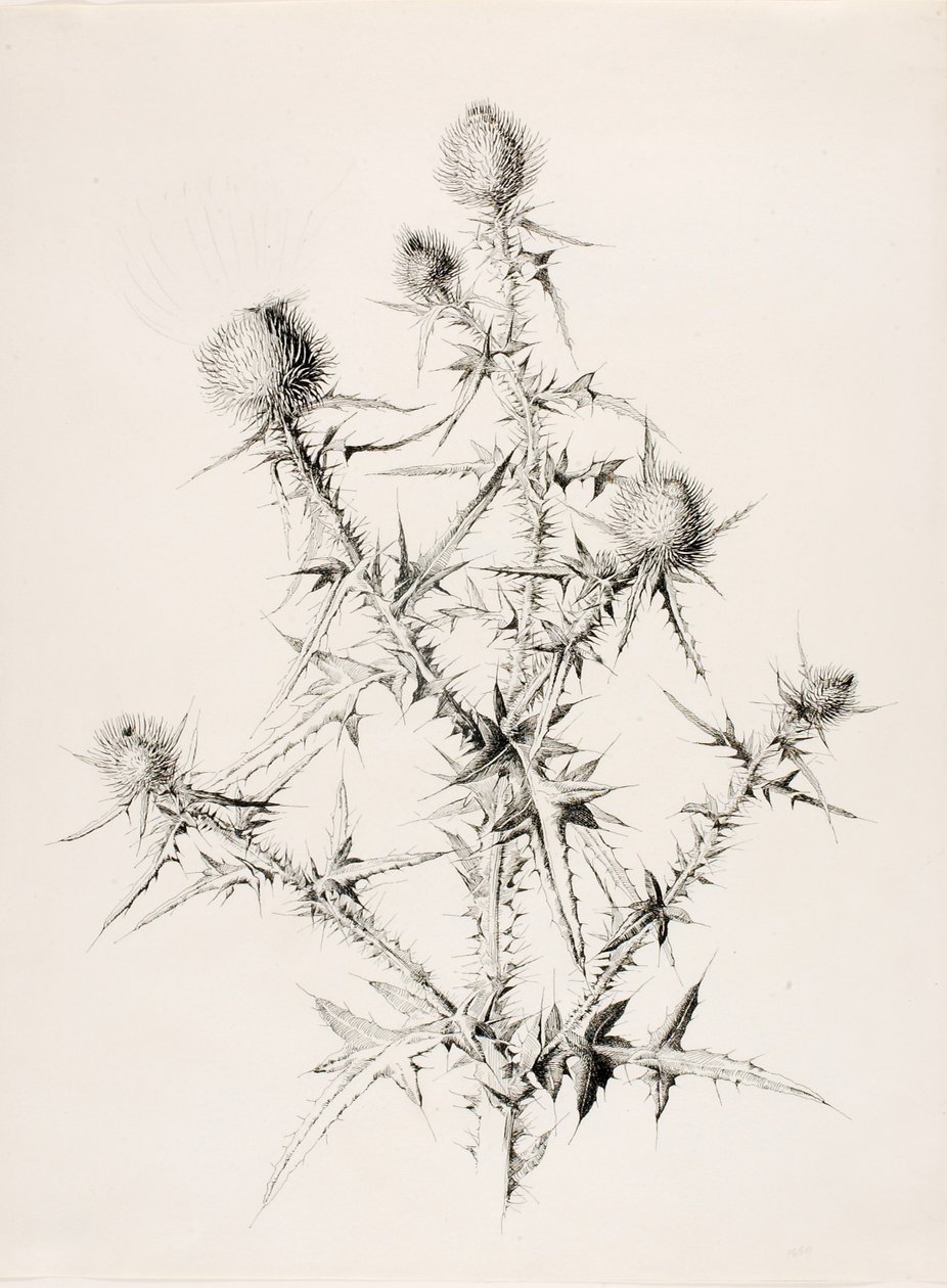 Zonder titel (Distel) door George Elbert Burr