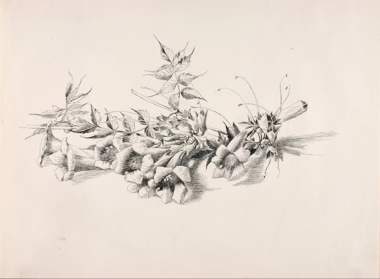 Zonder titel (Trompetplant, Campsis Radicans) door George Elbert Burr