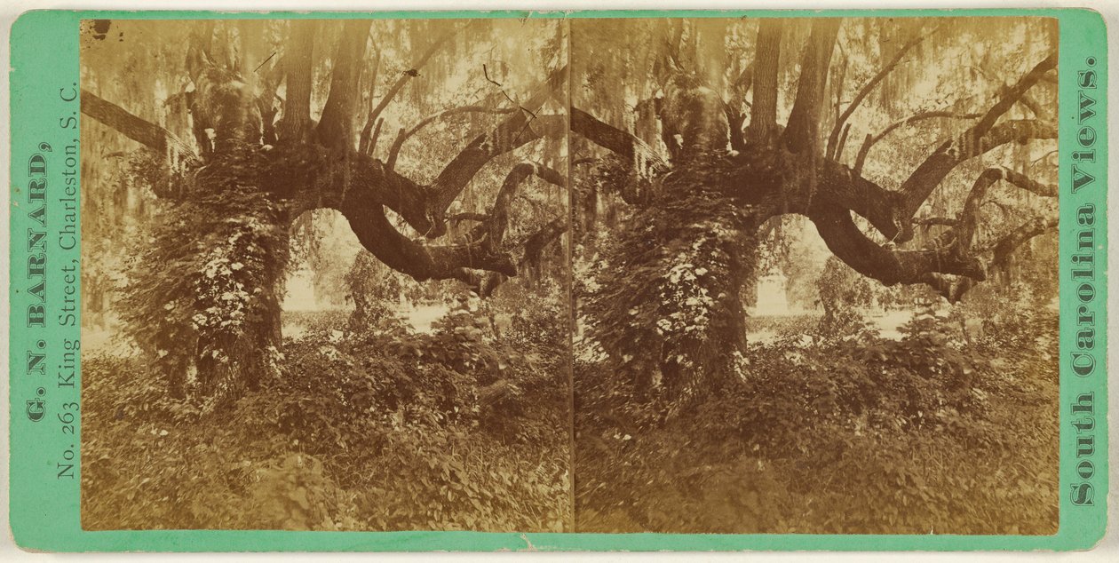 [Live Oaks, Magnolia Cemetery]. door George N. Barnard