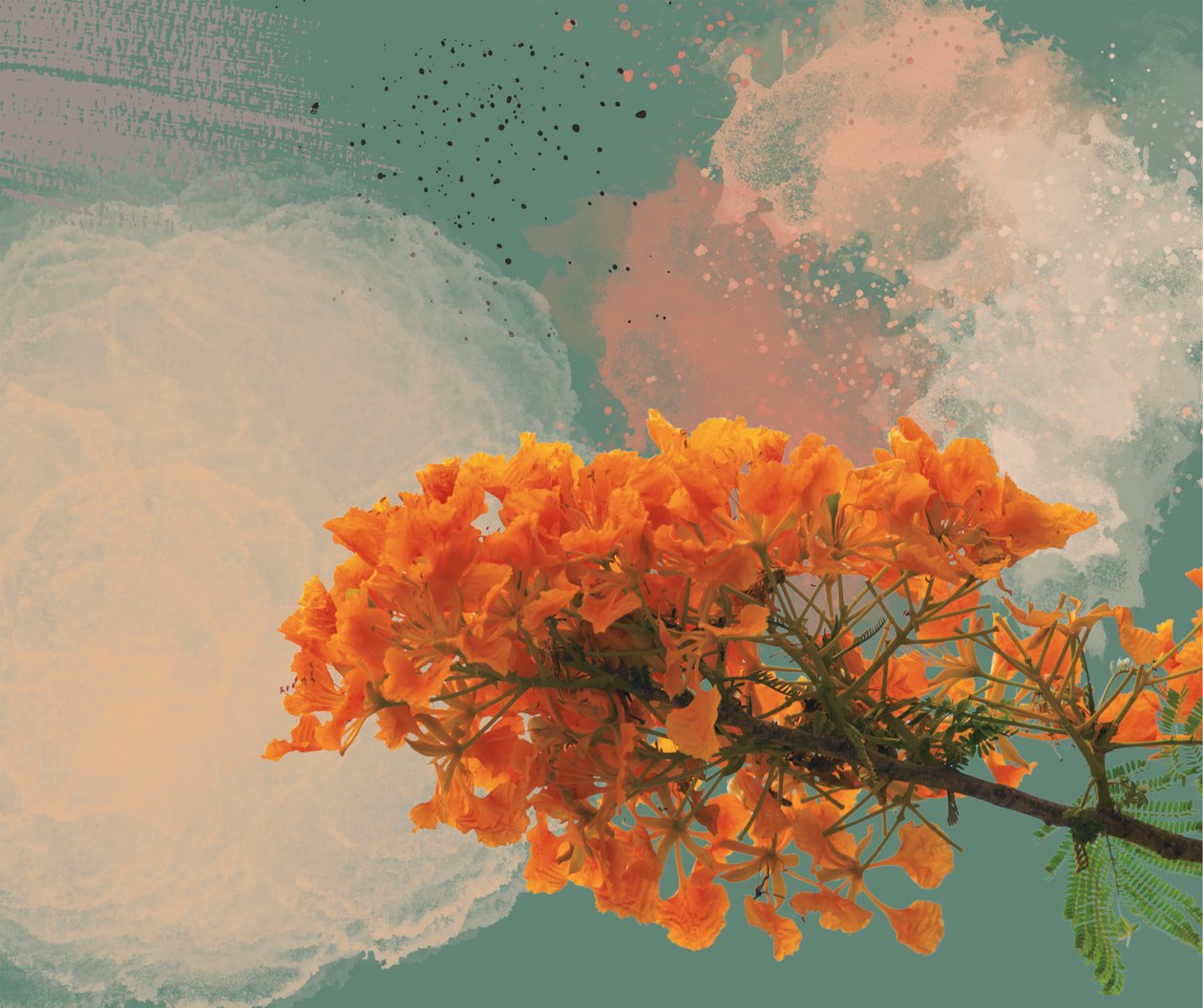 Koninklijke Poinciana “El Flamboyan” door George Rosaly