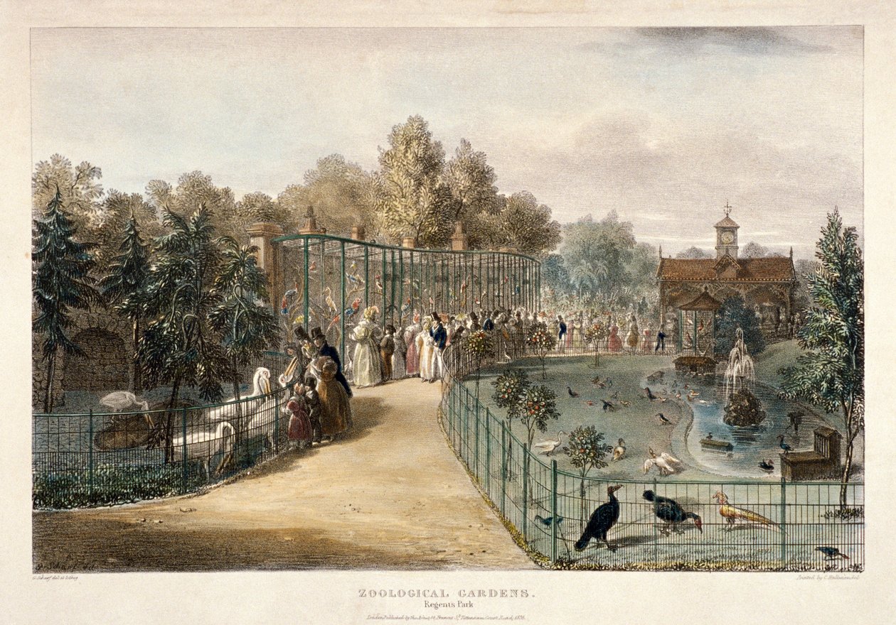 Dierentuin, Regent