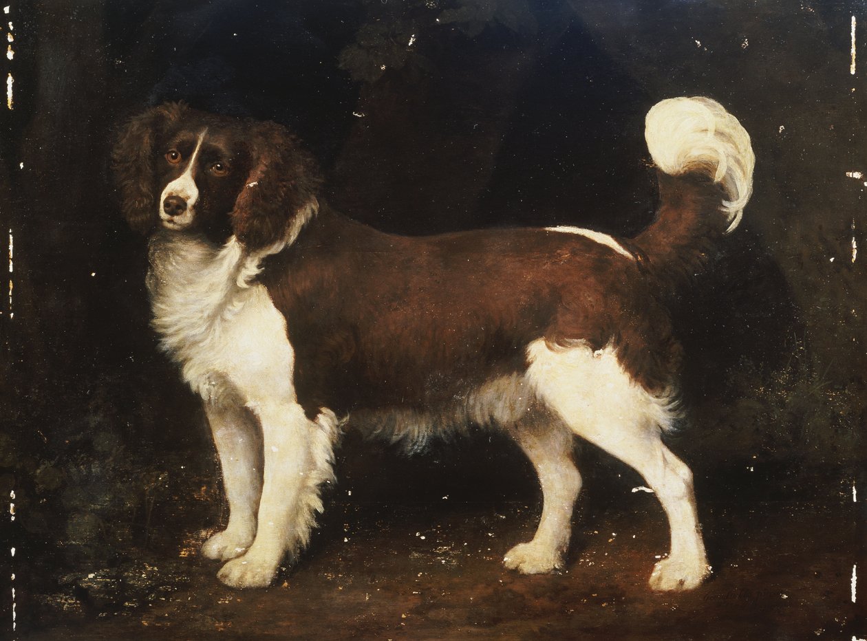 Een spaniël in een landschap, 1784 door George Stubbs