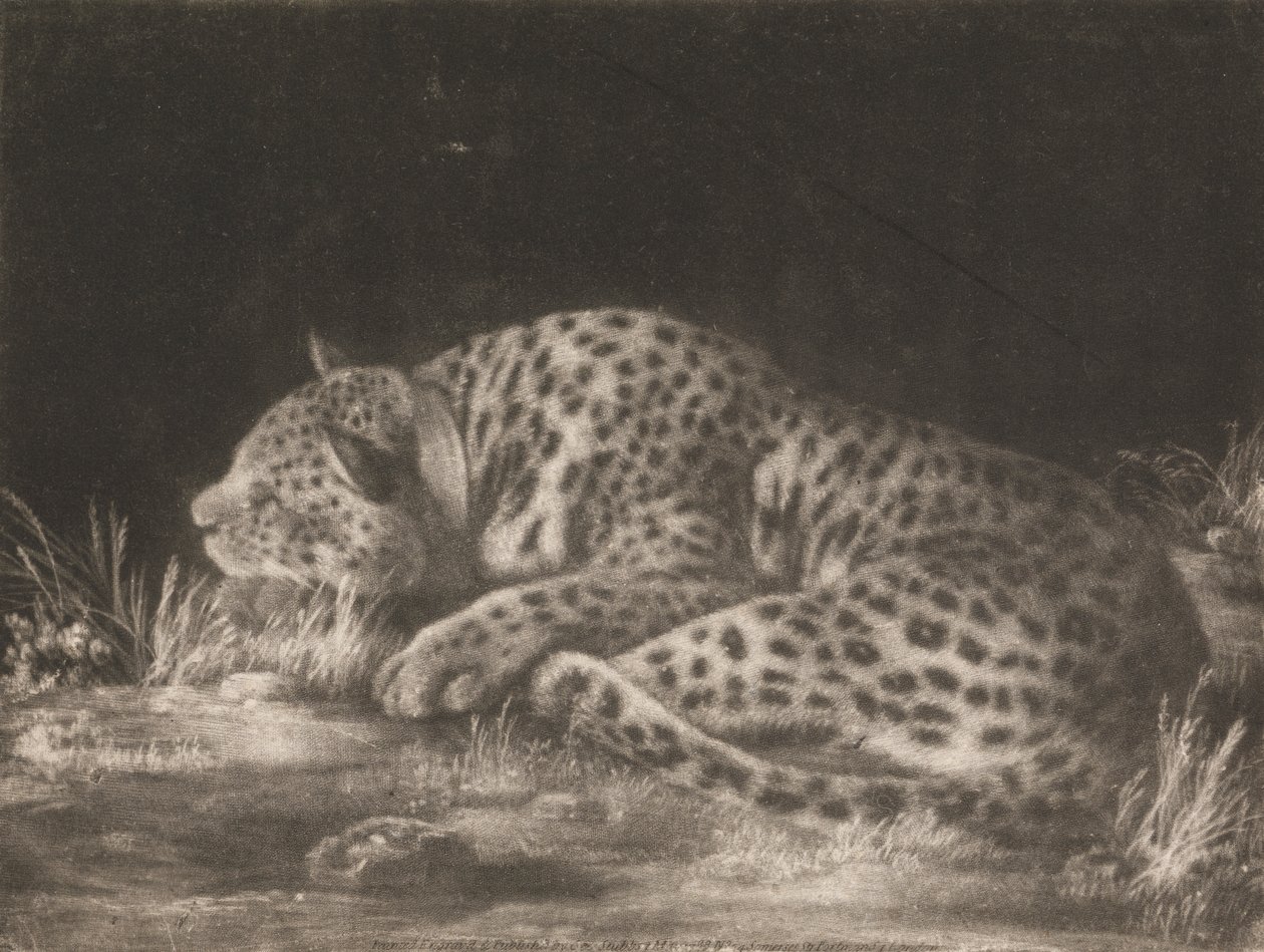 Een Tijger (Slapende Luipaard) door George Stubbs