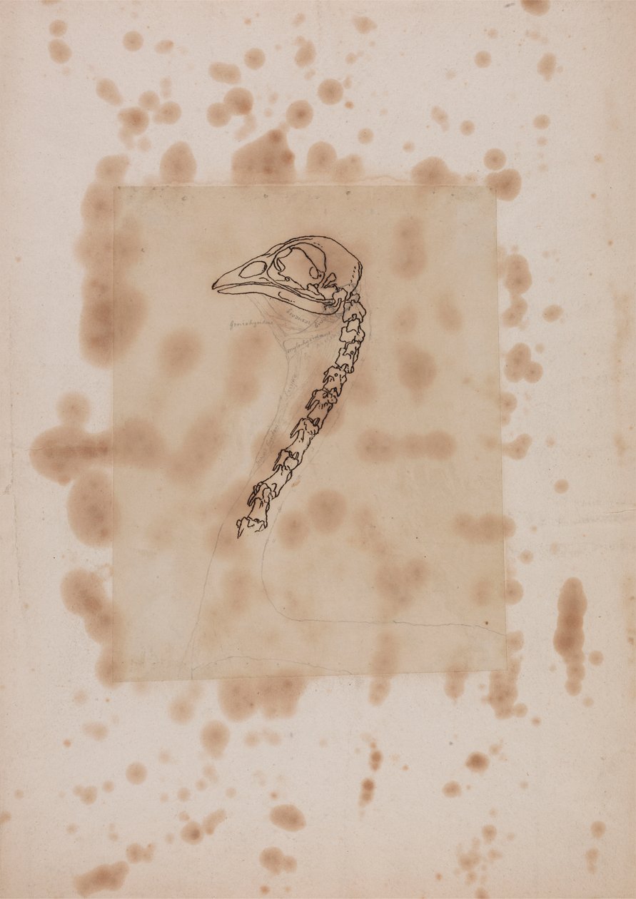Vogel hoofd en nek, lateraal aanzicht door George Stubbs