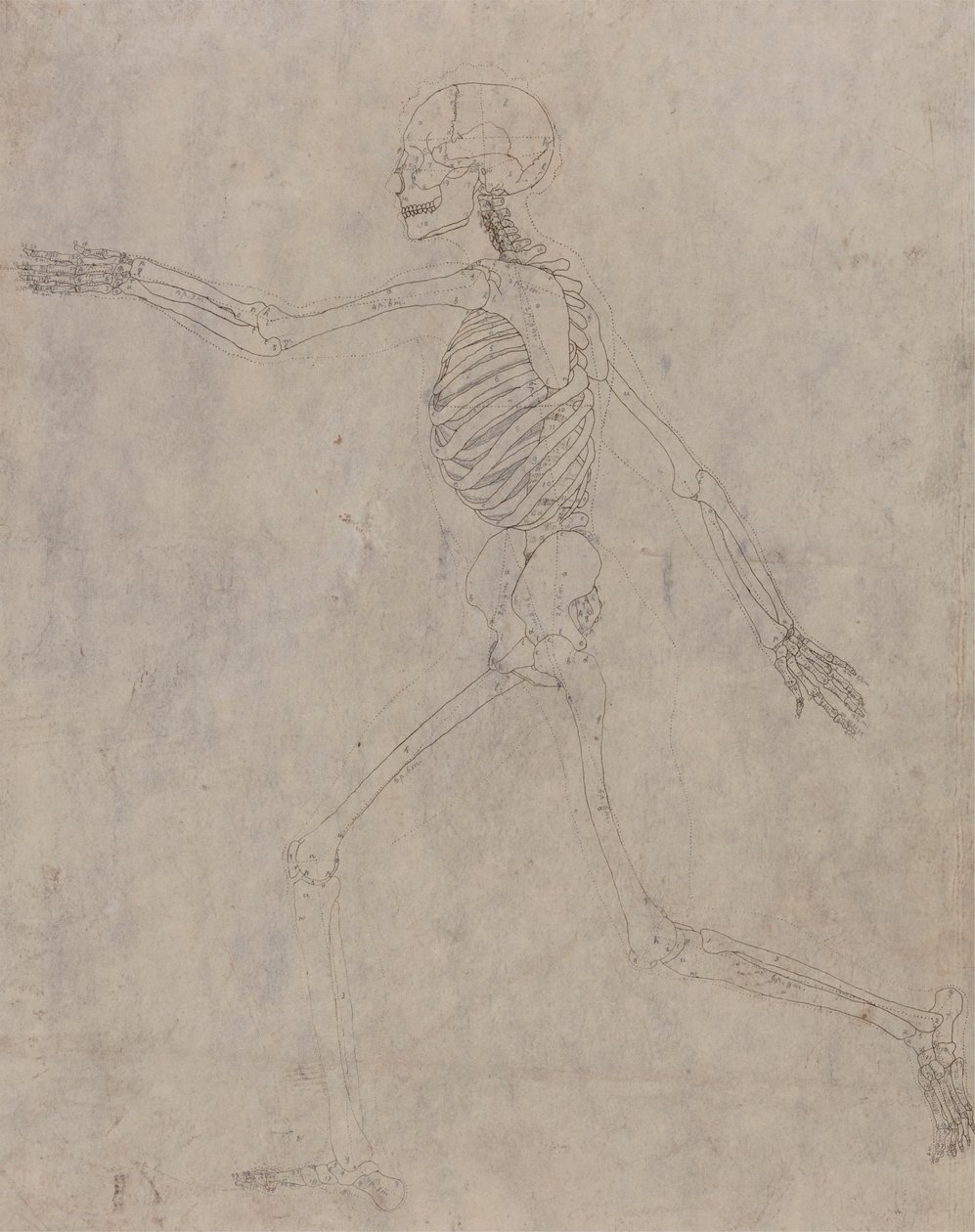 Menselijk skelet, lateraal aanzicht door George Stubbs