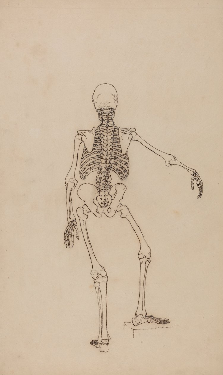 Menselijk skelet, achteraanzicht door George Stubbs