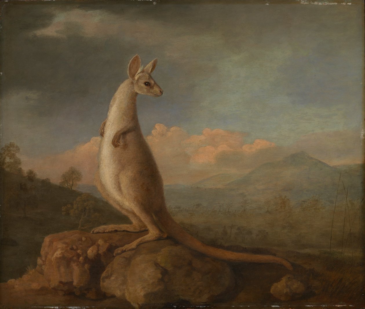 De Kongouro uit Nieuw-Holland (Kangoeroe) door George Stubbs