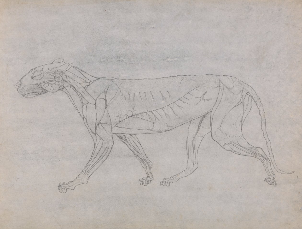 Tijgerlichaam, lateraal zicht door George Stubbs