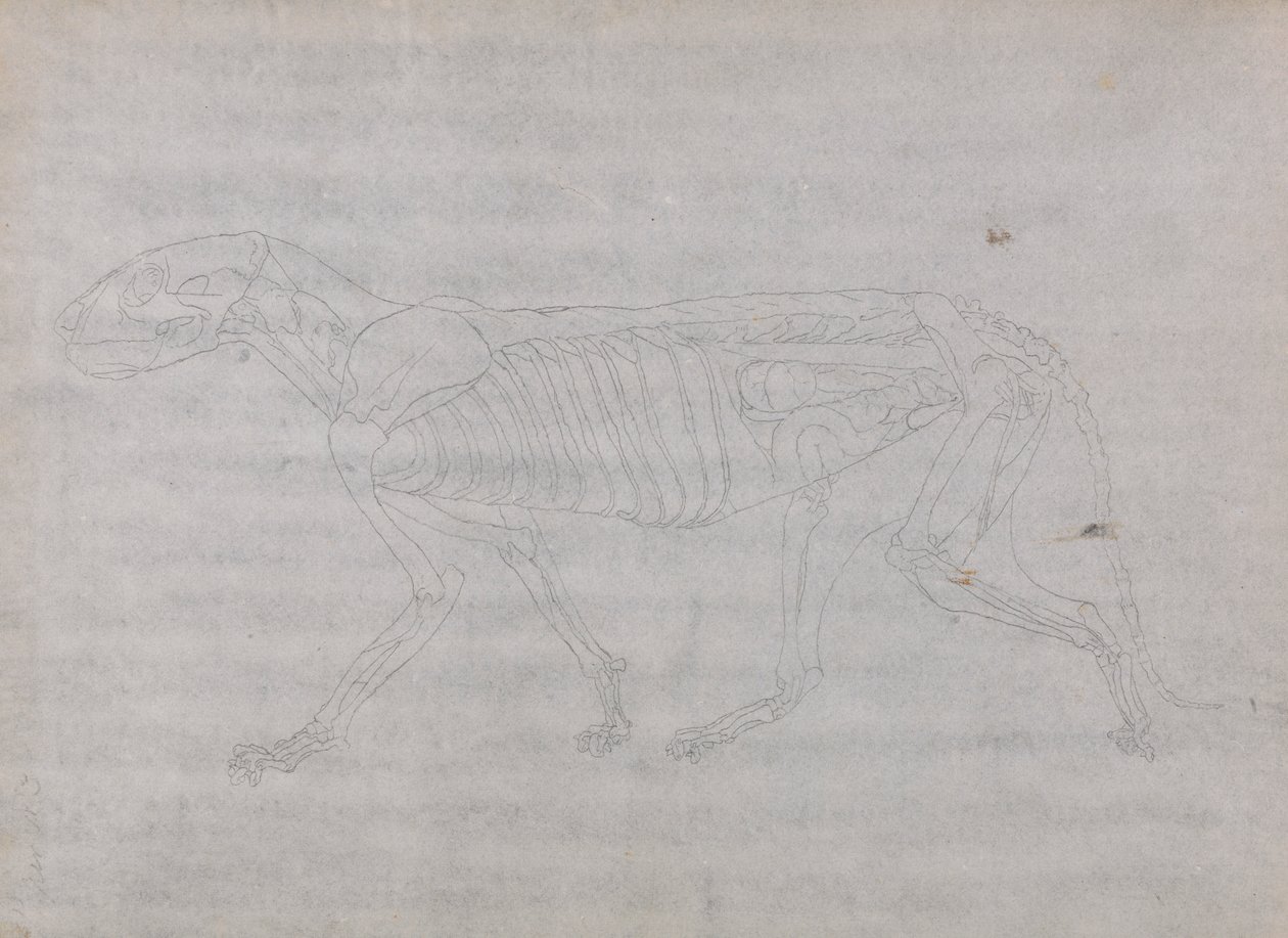 Tijgerlichaam, zijaanzicht door George Stubbs