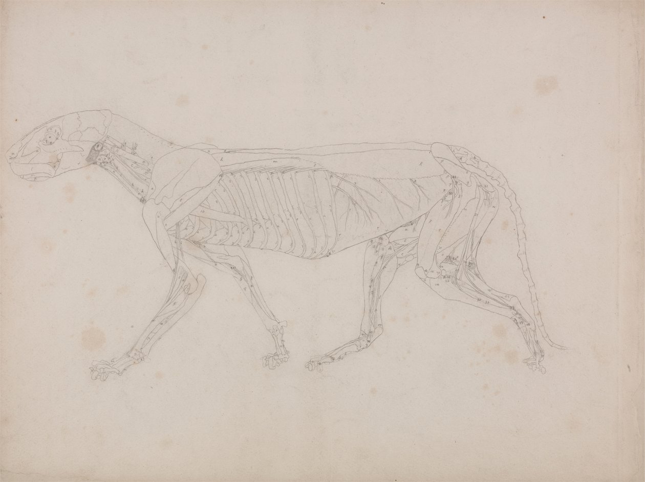 Tijgerlichaam, Zijaanzicht door George Stubbs