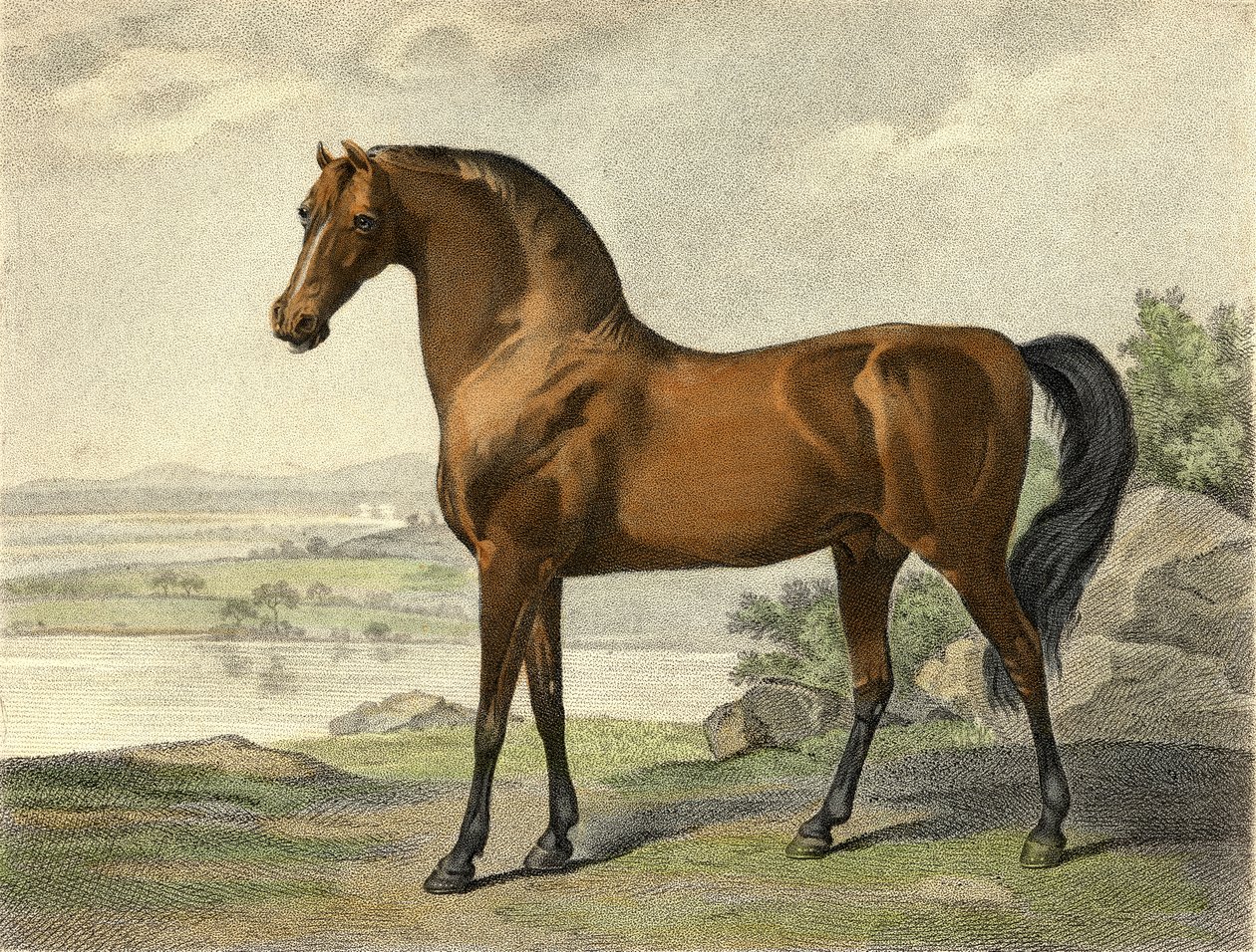 Warren Hastings Arabier door George Stubbs