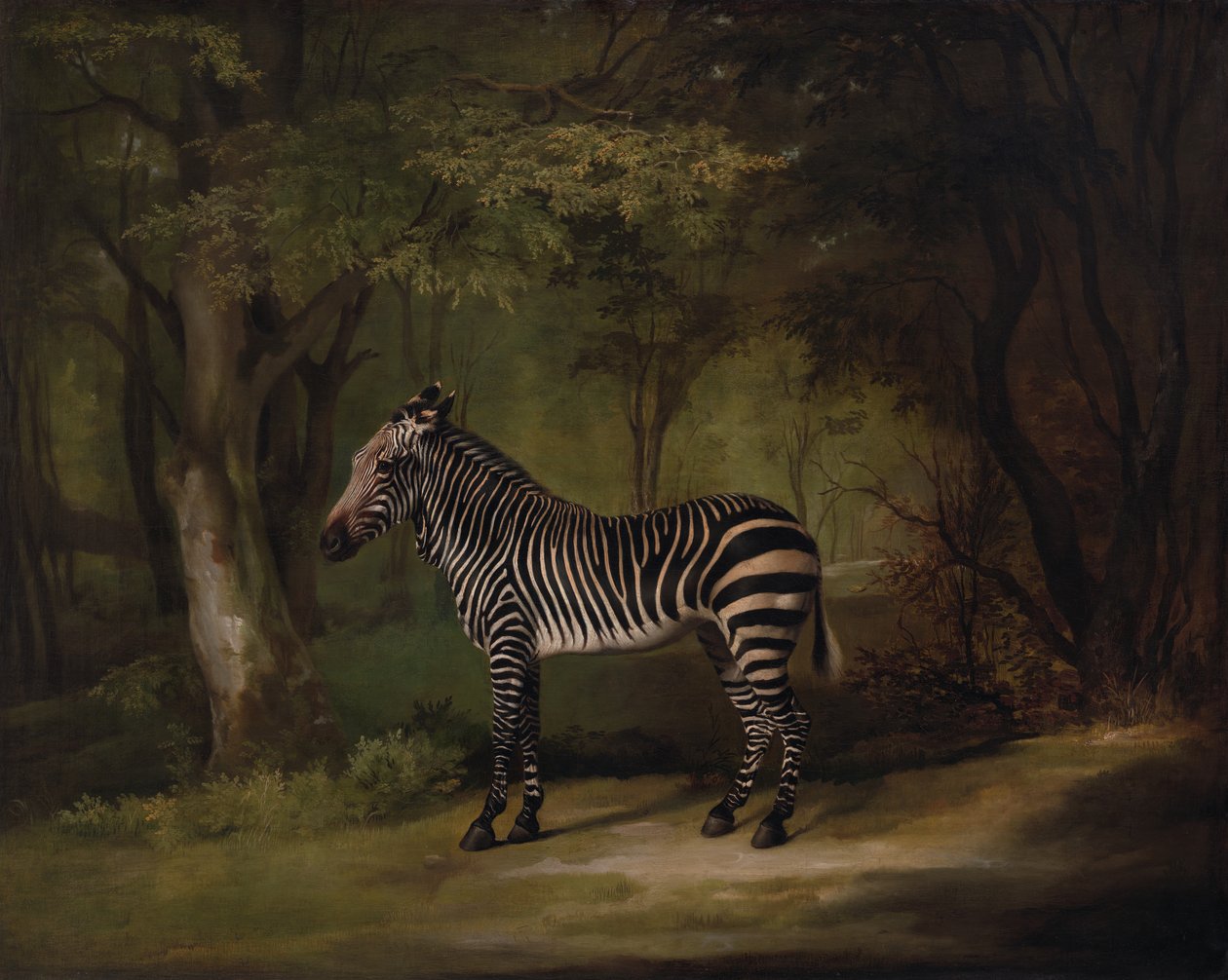Zebra, tentoongesteld 1763 door George Stubbs