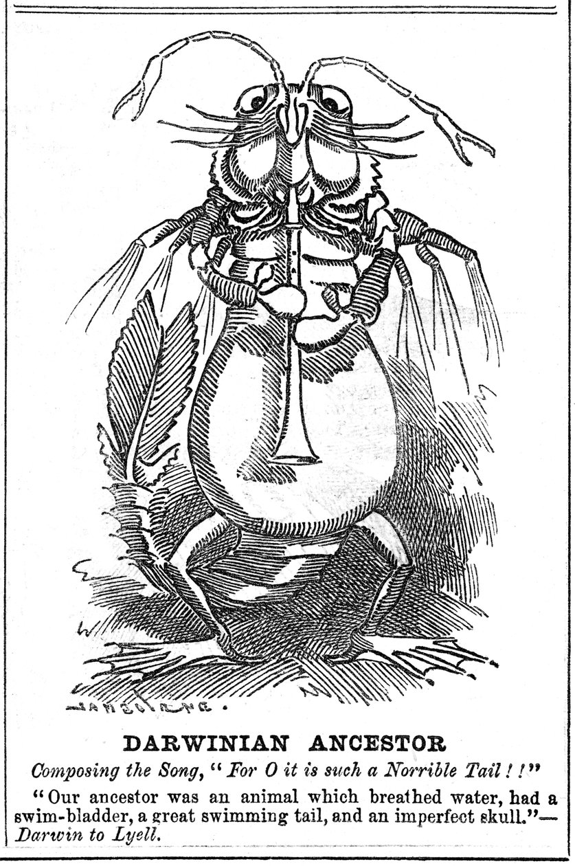 Darwiniaanse voorouder, 1887 door George du Maurier