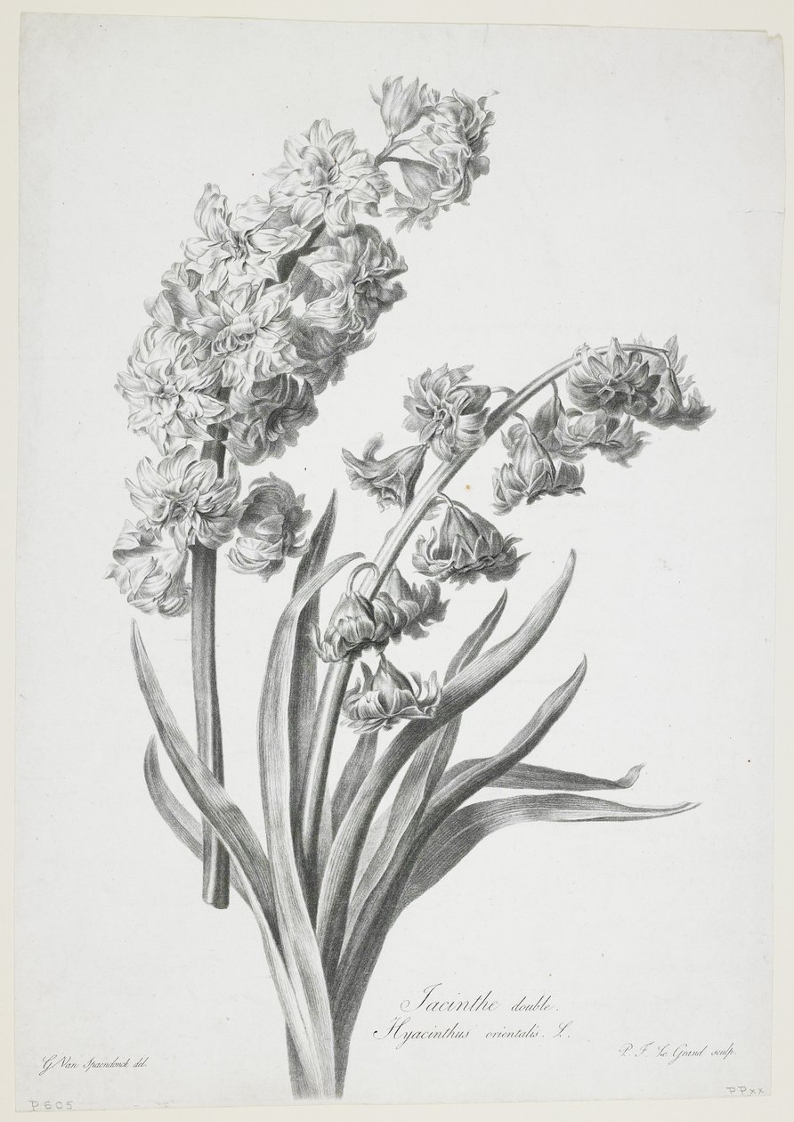 Jacinthe dubbel, uit Fleurs Dessinees d