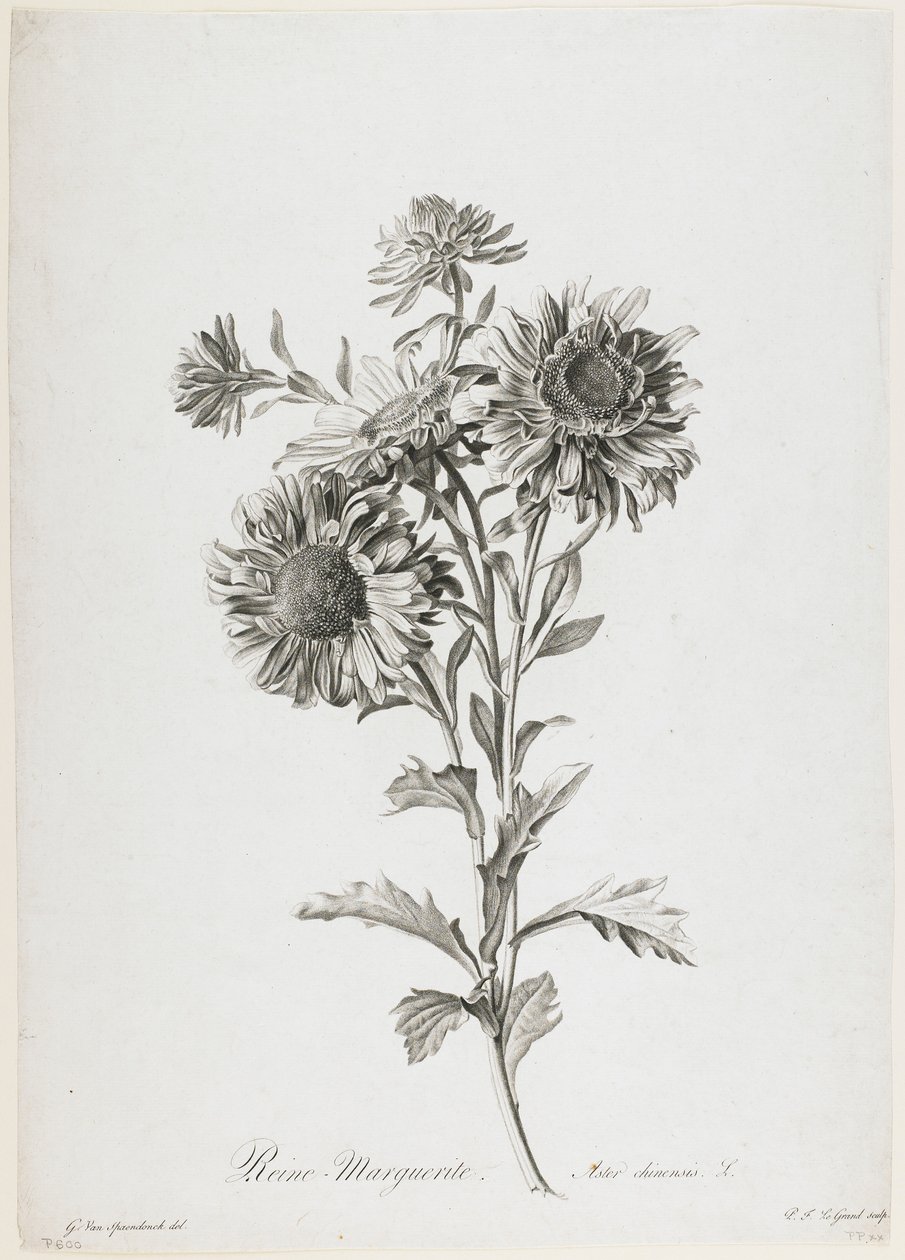Reine-Marguerite, uit Fleurs Dessinees d