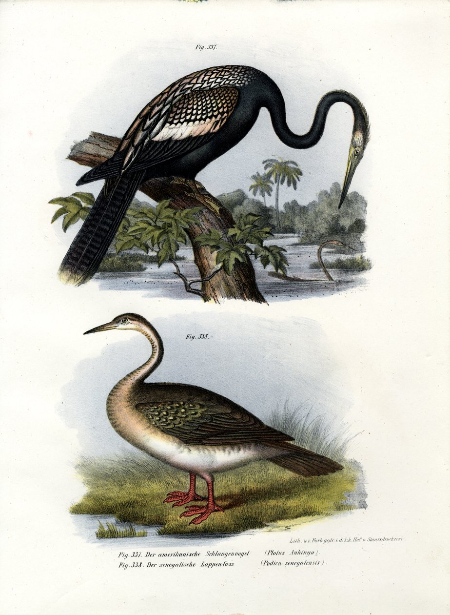 Slangenhalsvogel, 1864 door German School