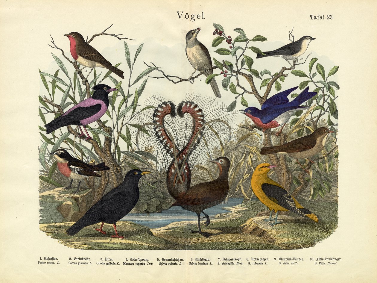 Vogels, c.1860 door German School