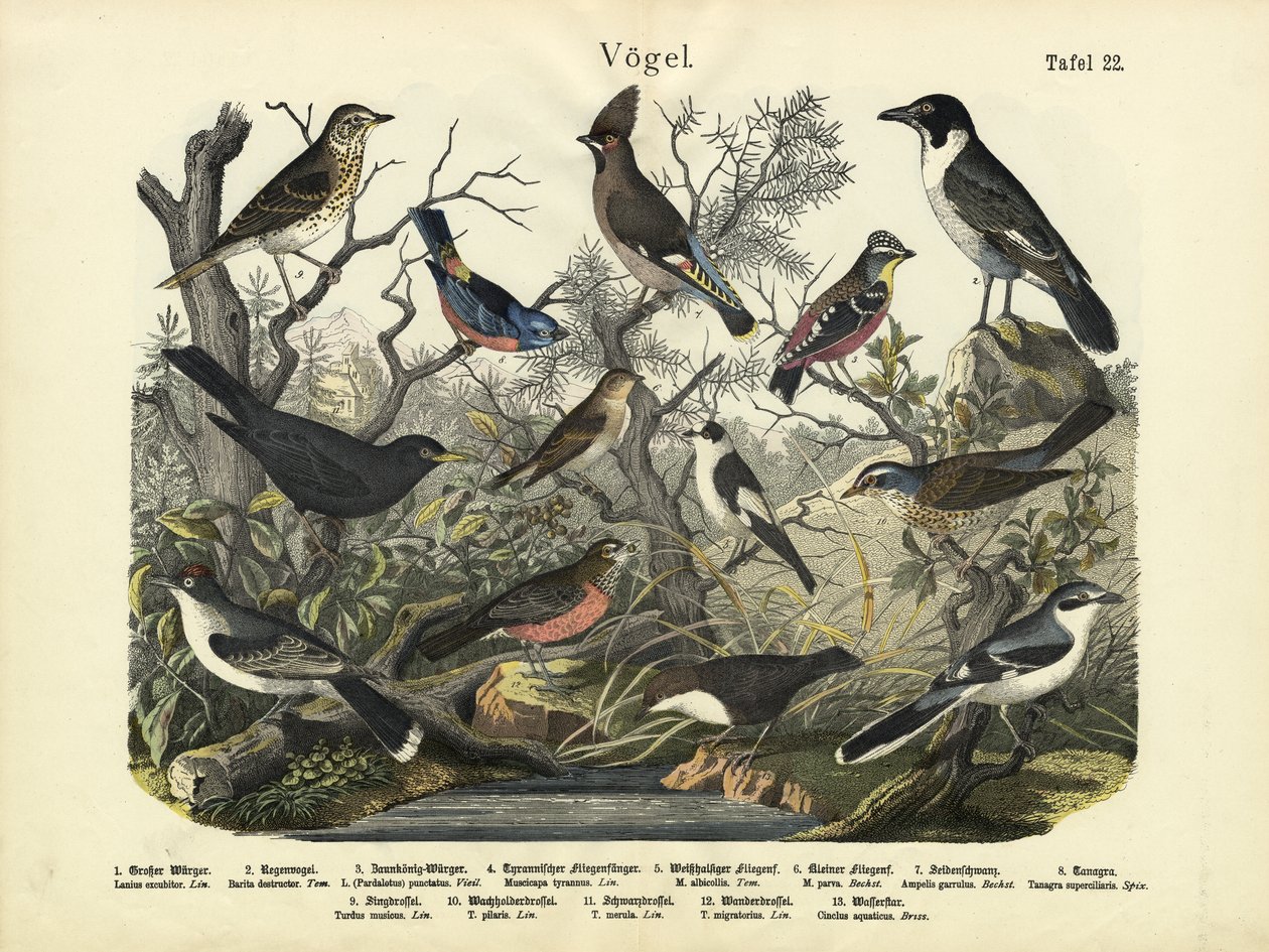 Vogels, ca. 1860 door German School