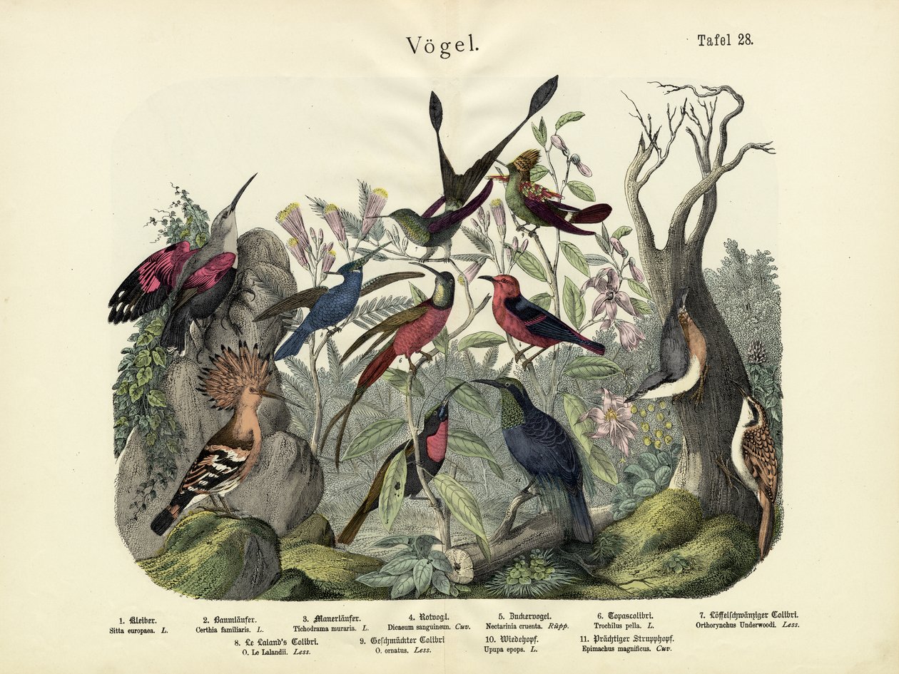 Vogels, ca. 1860 door German School