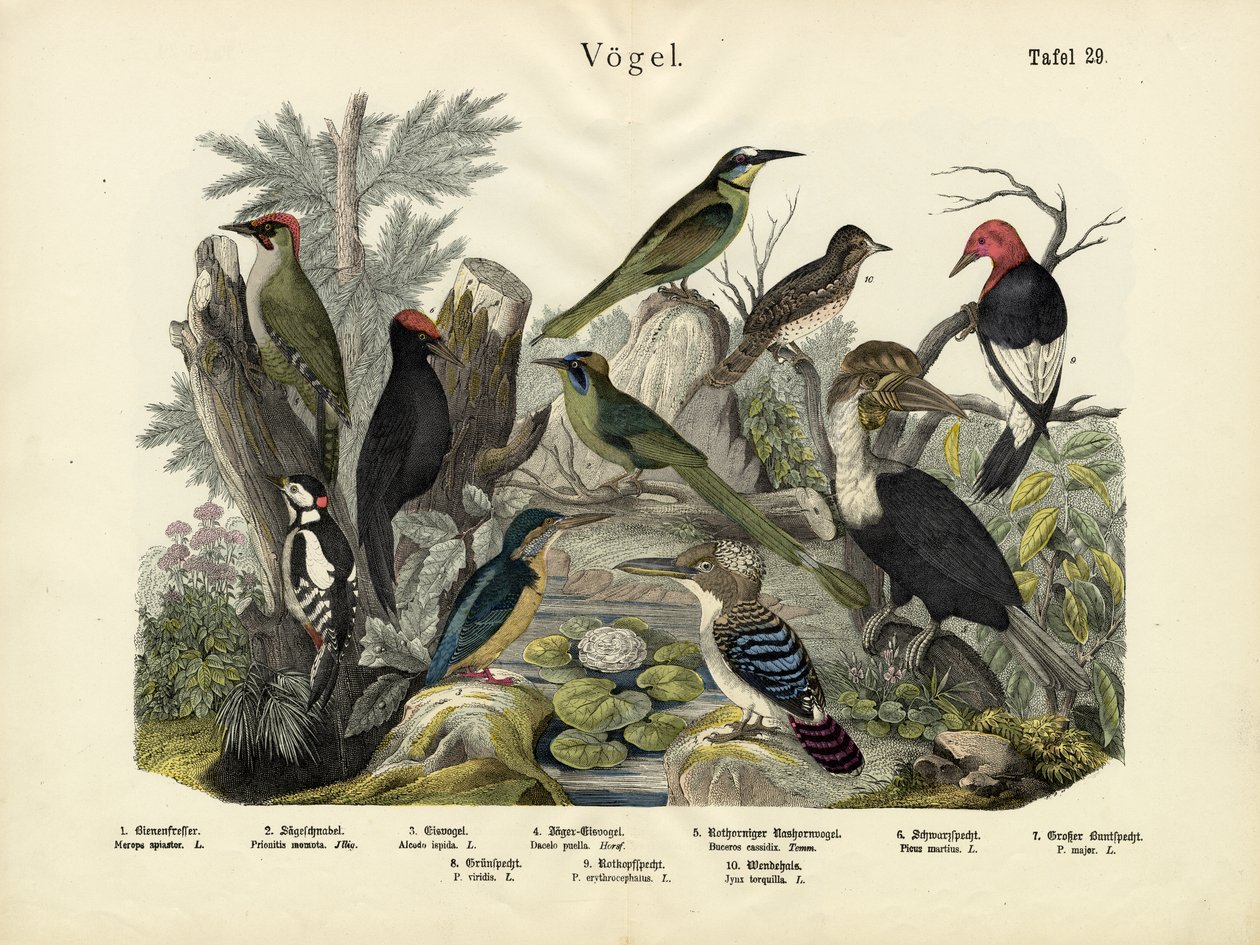Vogels, ca. 1860 door German School